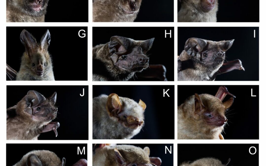 10 Nuevas especies de murciélagos para Taita Hills, Este de África