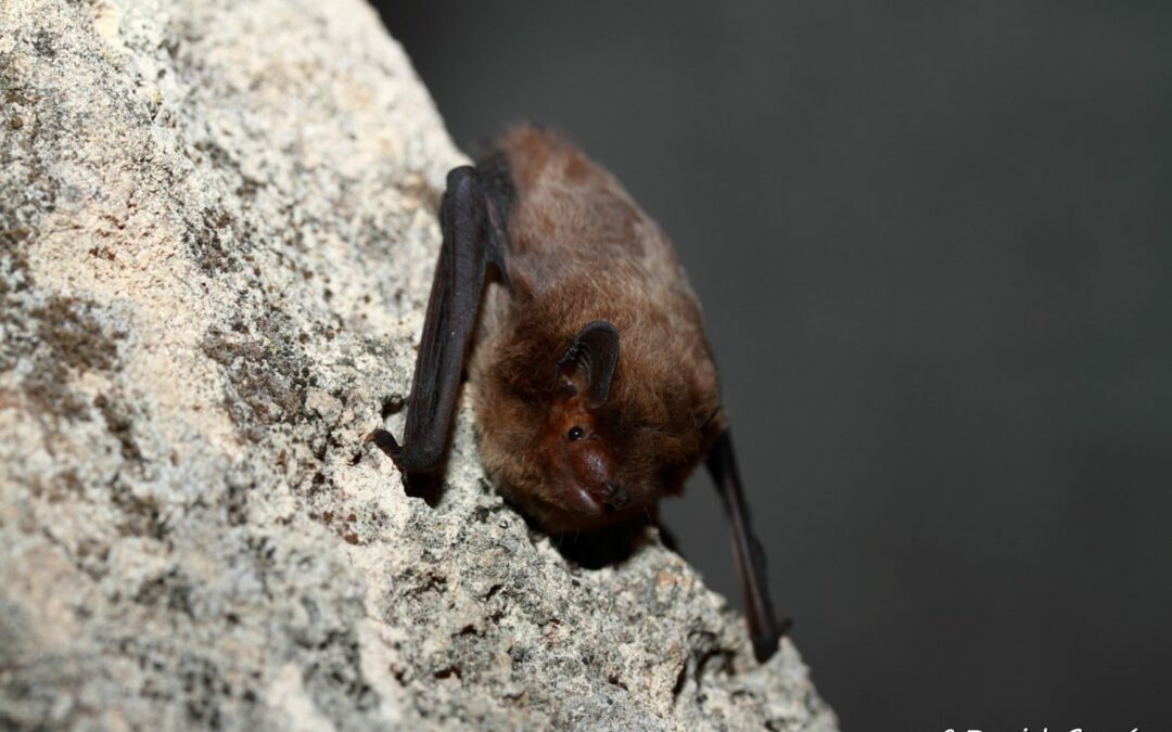 Primera cita de murciélago de Nathusius en Menorca