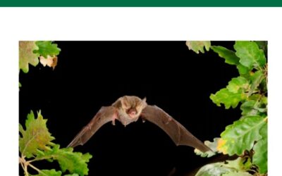Handbook for the conservation and monitoring of woodland bats