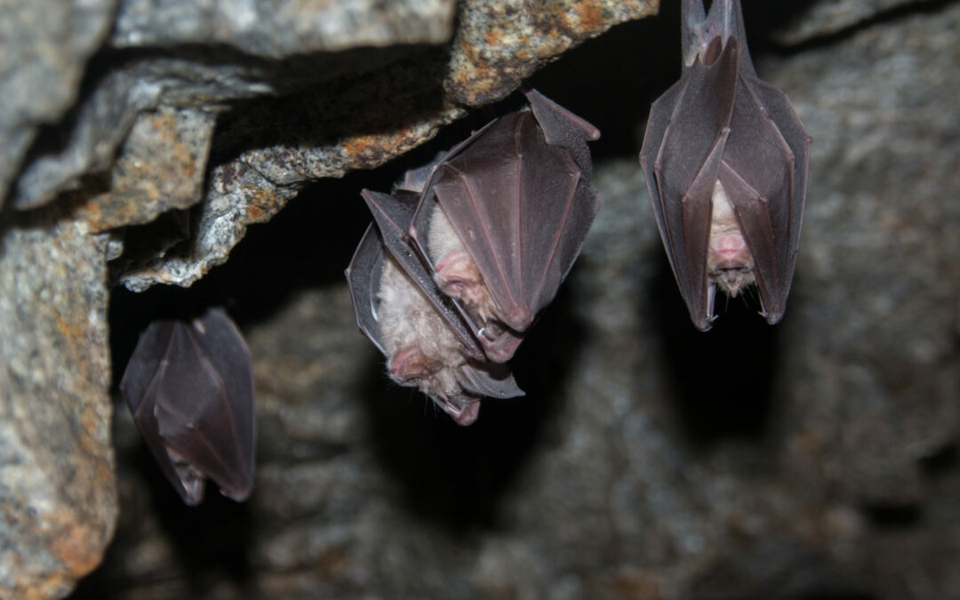 Sobre la relación de los murciélagos con el brote de enfermedad respiratoria aguda causada por un nuevo coronavirus en Wuhan (China)