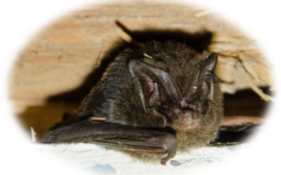 Meet the Bat of the Year 2020, the Barbastelle!