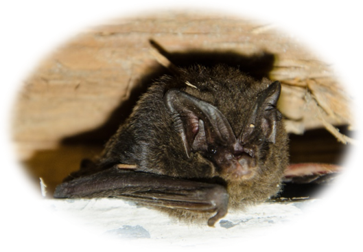 Meet the Bat of the Year 2020, the Barbastelle!