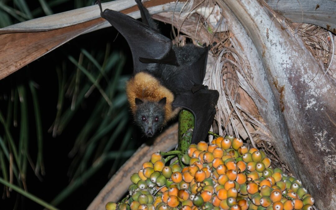 UPDATE ON HOW BATS RELATE TO THE OUTBREAK OF THE COVID-19 CORONAVIRUS
