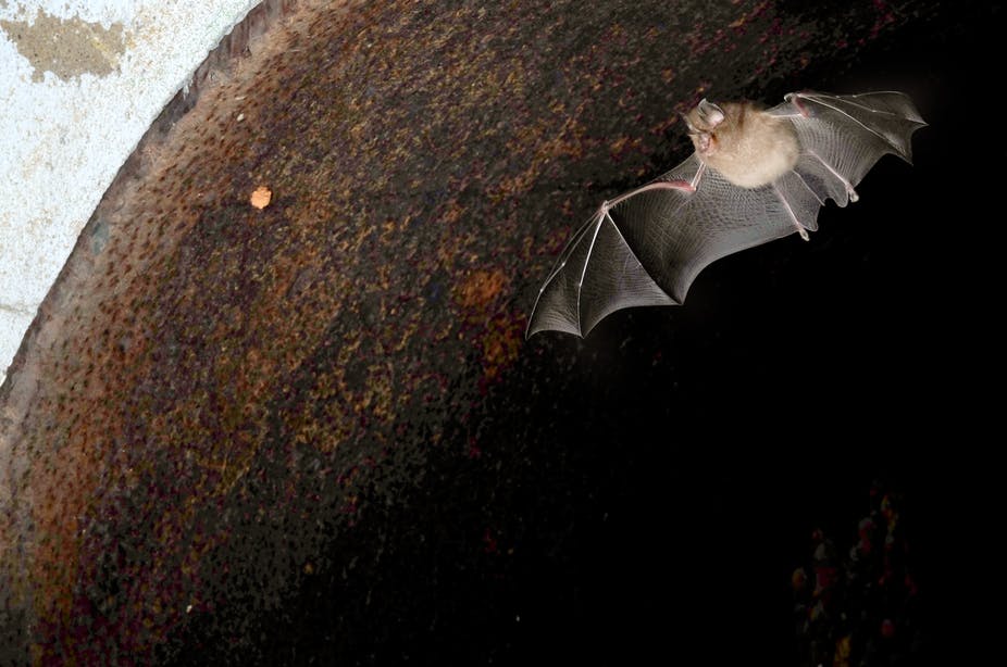 Morcegos, as outras vítimas da SARS-CoV-2