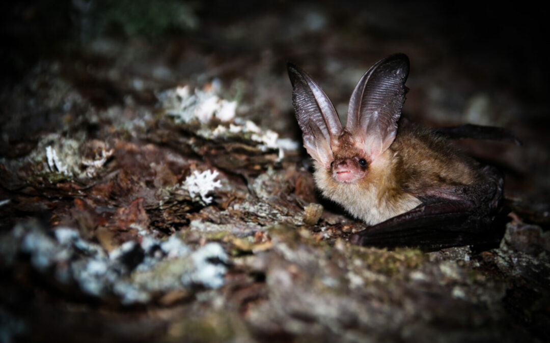 Mind the gap: Canopy clearings are key for bat conservation