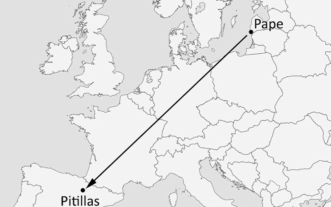 2,200 km transcontinental migration of a Nathusius’ Pipistrelle (Pipistrellus nathusii) across Europe