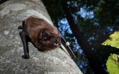 Love has no frontiers: female of the Greater Noctule bat (Nyctalus lasiopterus) migrates from France to mate with males from the Iberian Peninsula