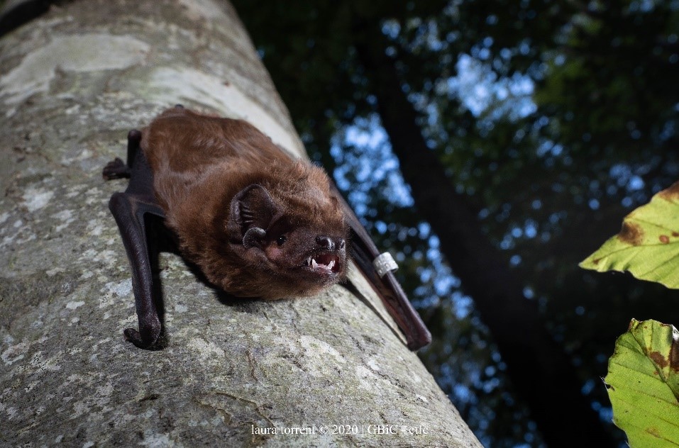 Love has no frontiers: female of the Greater Noctule bat (Nyctalus lasiopterus) migrates from France to mate with males from the Iberian Peninsula