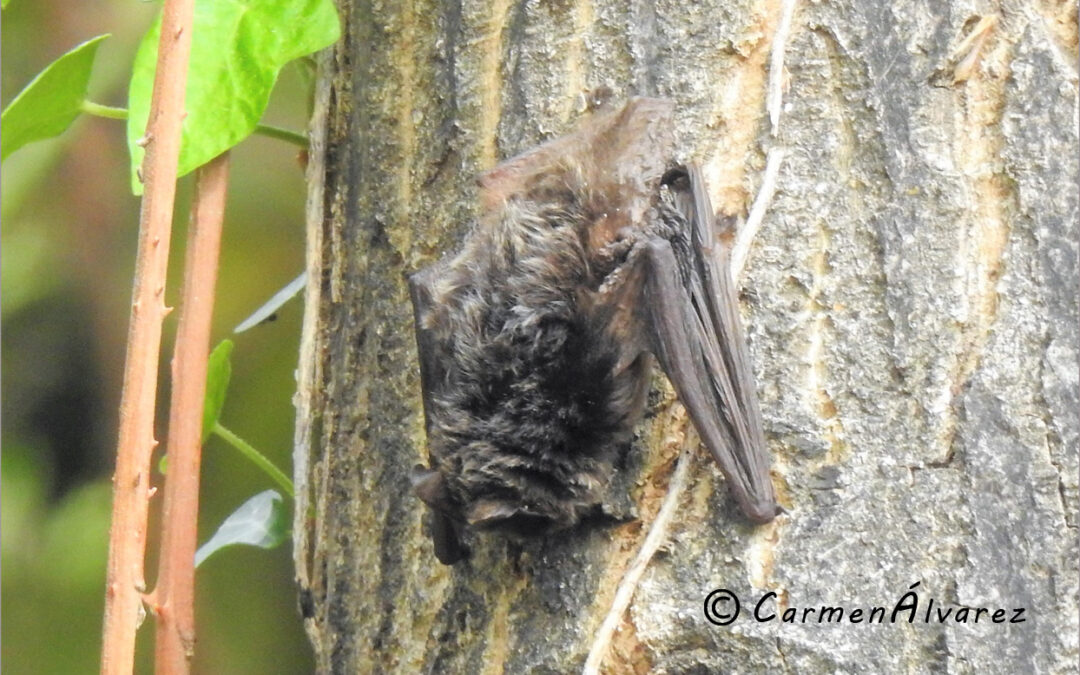 Nueva cita del murciélago barbastela por casualidad, que amplia su distribución conocida en la Península Ibérica