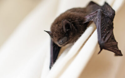 Bats Inside Your Home? Here’s What You Need To Know