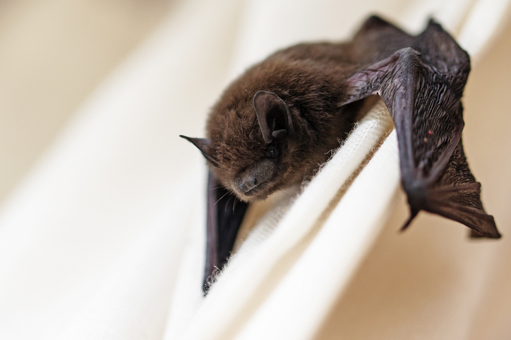 Bats Inside Your Home? Here’s What You Need To Know