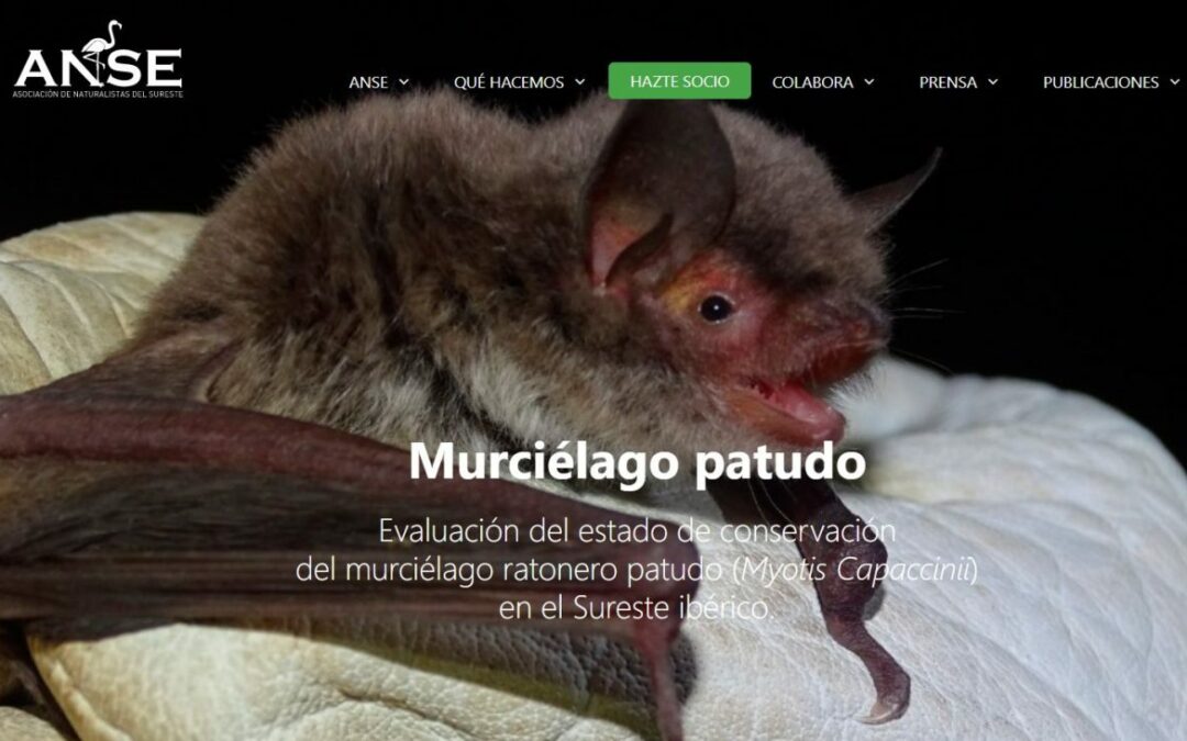 Resultados del proyecto del murciélago patudo en el Sureste ibérico por ANSE