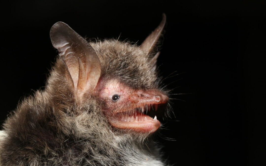 A new species of bat hiding in our forests