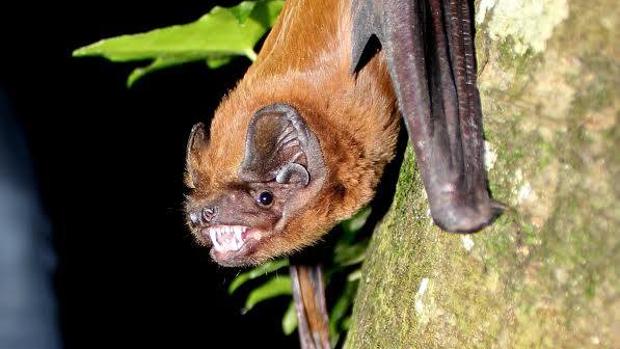 Últimas noticias sobre el nóctulo gigante, el murciélago que come pájaros