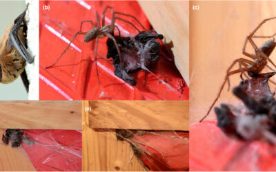 Primera depredación de un murciélago por una araña en España