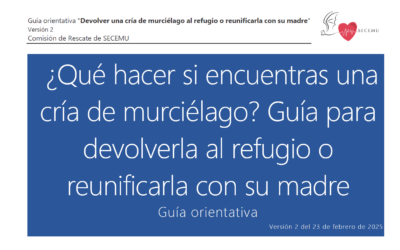 ¿Qué hacer si encuentras una cría de murciélago? Guía para devolverla al refugio o reunificarla con su madre